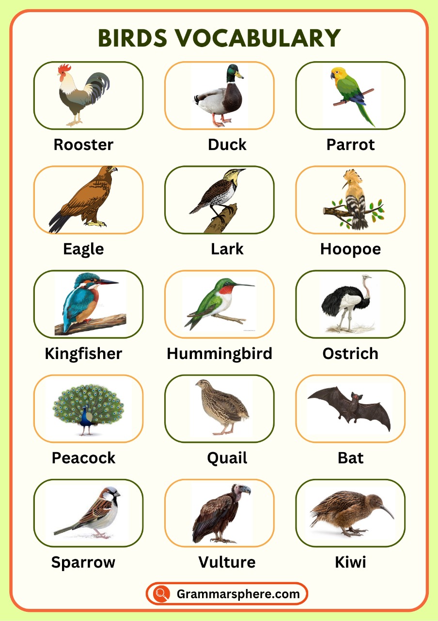 Birds Vocabulary in English with Types