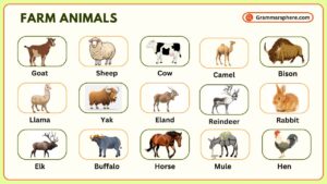 Farm Animals Vocabulary in English