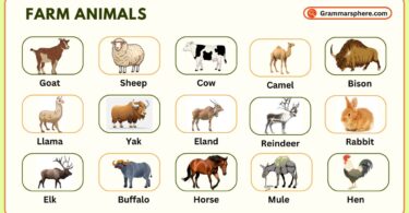 Farm Animals Vocabulary