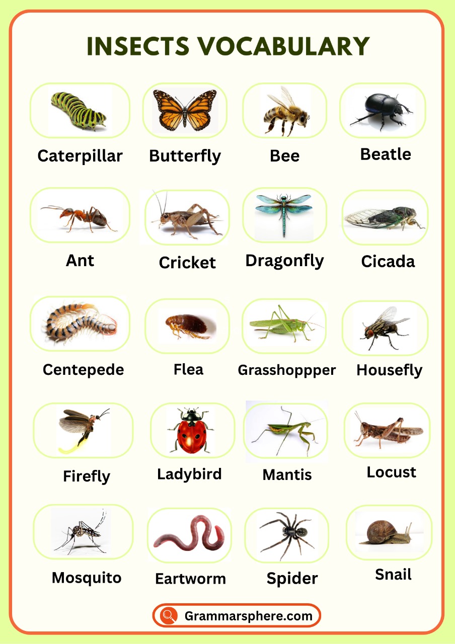 Insects Vocabulary: Learn Common Insect Names