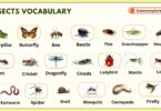 Insects Vocabulary in English