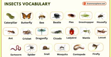 Insects Vocabulary in English