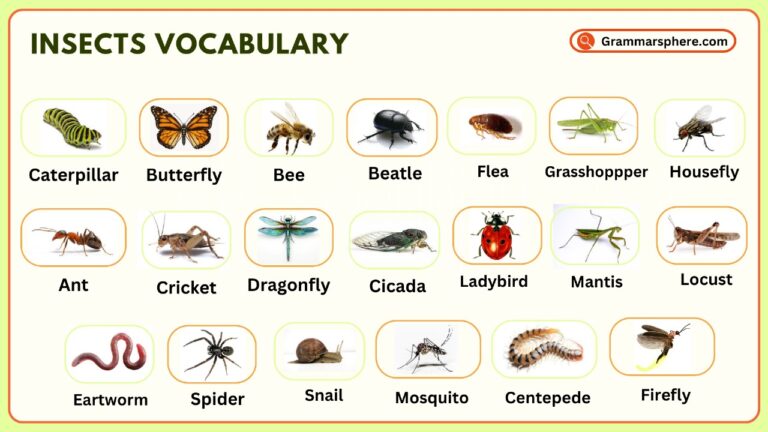 Insects Vocabulary: Learn Common Insect Names