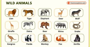 Wild Animals Vocabulary in English