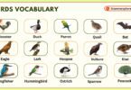 Birds Vocabulary in English