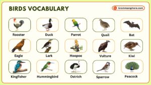 Common Bird Names in English with Meanings