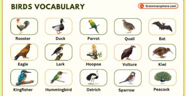 Birds Vocabulary in English