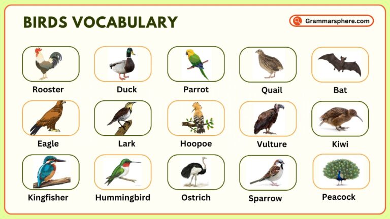 Birds Vocabulary in English