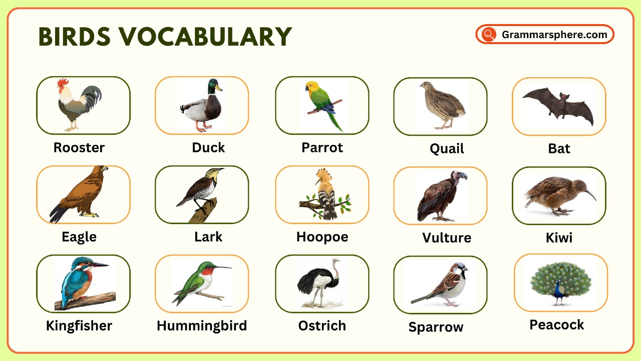 Birds Vocabulary in English with Types